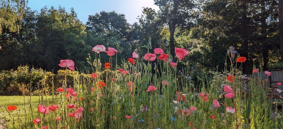 Wildflowers in Moraga garden